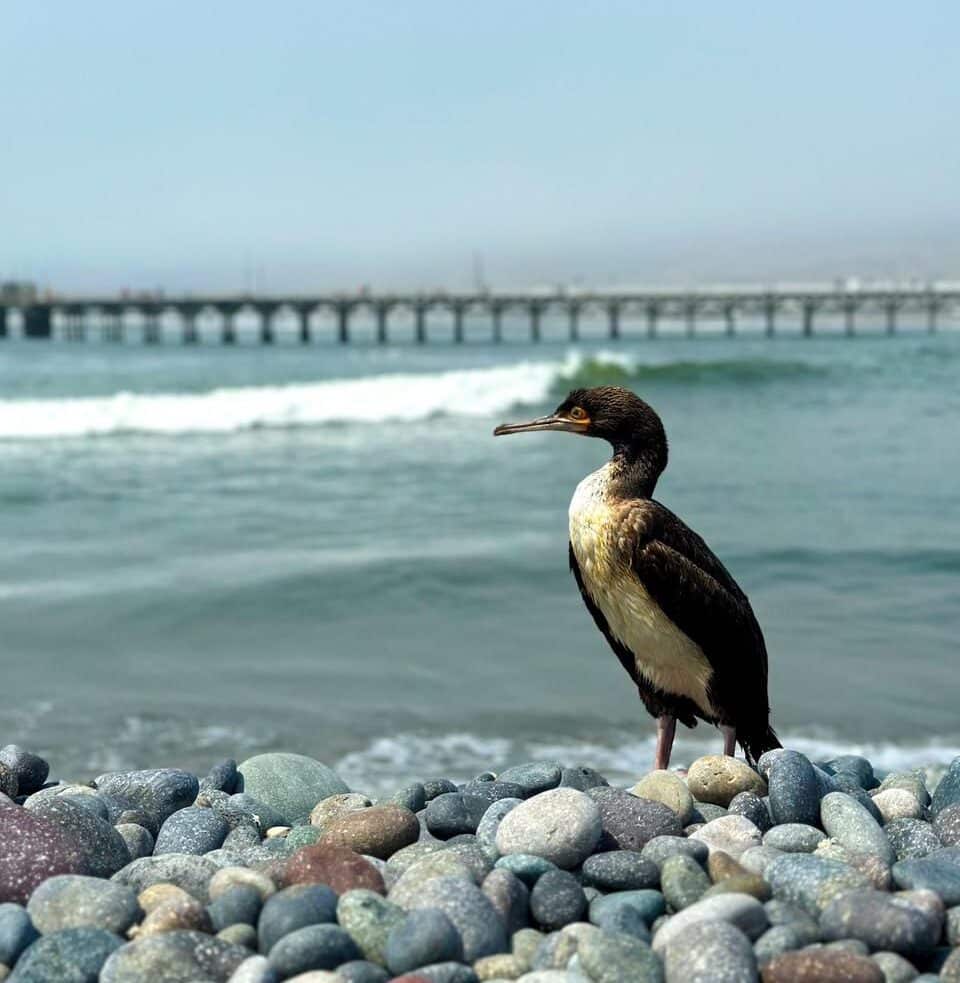 Peru – San Bartolo
